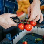 Dallas launches second round of Urban Agriculture Infrastructure grants to strengthen local food system