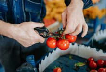 Dallas launches second round of Urban Agriculture Infrastructure grants to strengthen local food system