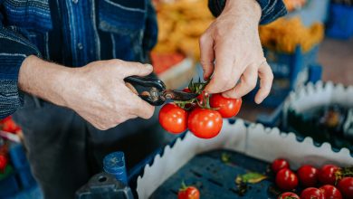 Dallas launches second round of Urban Agriculture Infrastructure grants to strengthen local food system