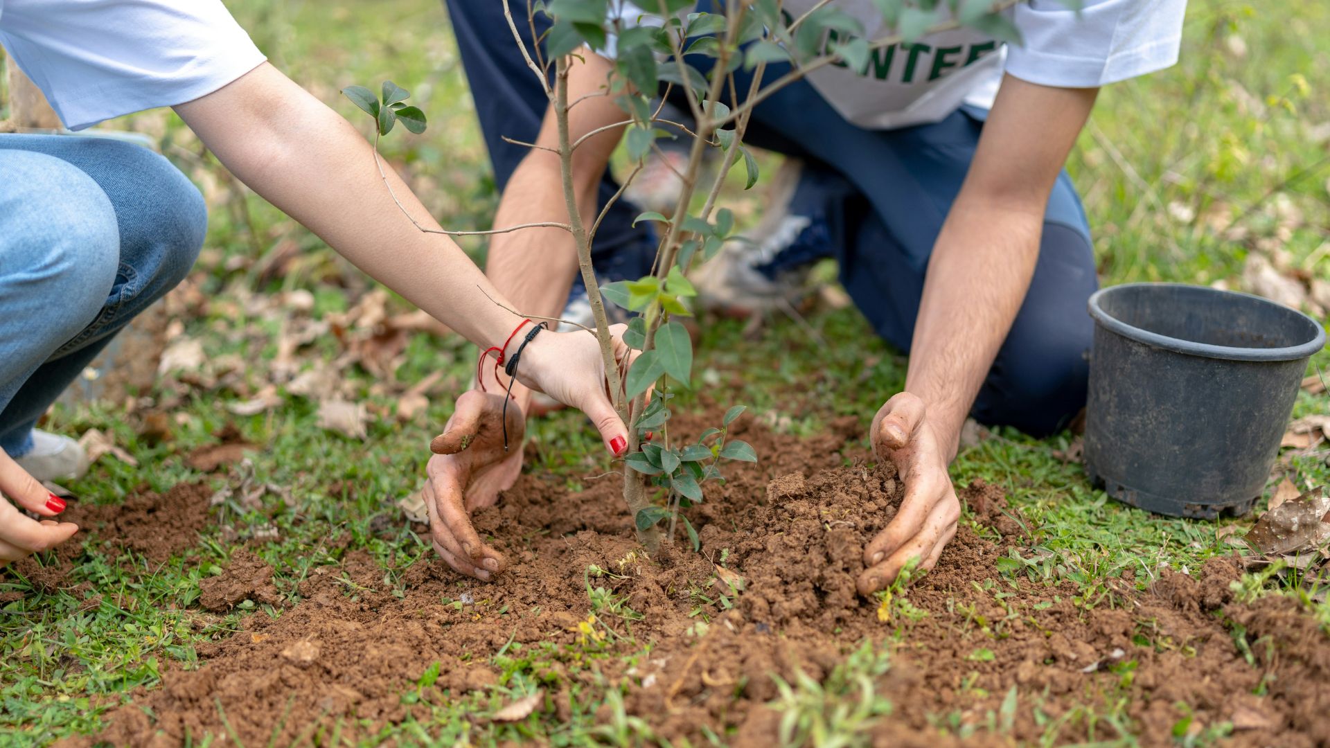 City of Dallas started "Branch Out" tree giveaway program, residents can request trees for free from the city to plant them later