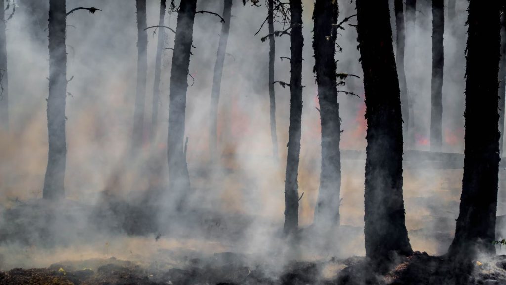 Wildfire disaster declared in Texas: 143 North and East Texas counties ...