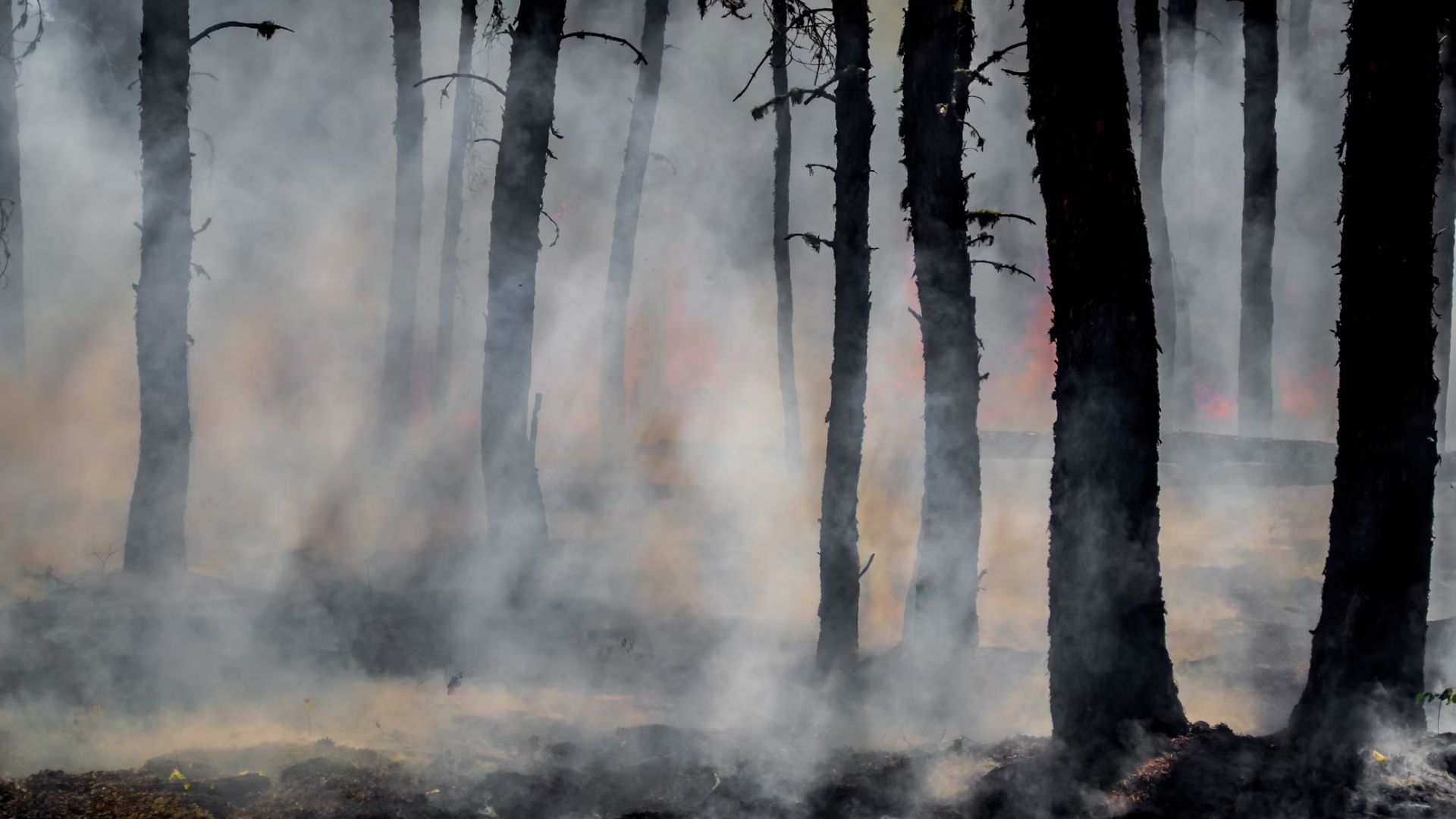 Governor Greg Abbott has issued a disaster declaration in 143 counties in reaction to the growing threat of wildfires over Texas