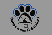 Dallas Animal Services calls on community to adopt and foster as shelter reaches record number of dogs in care