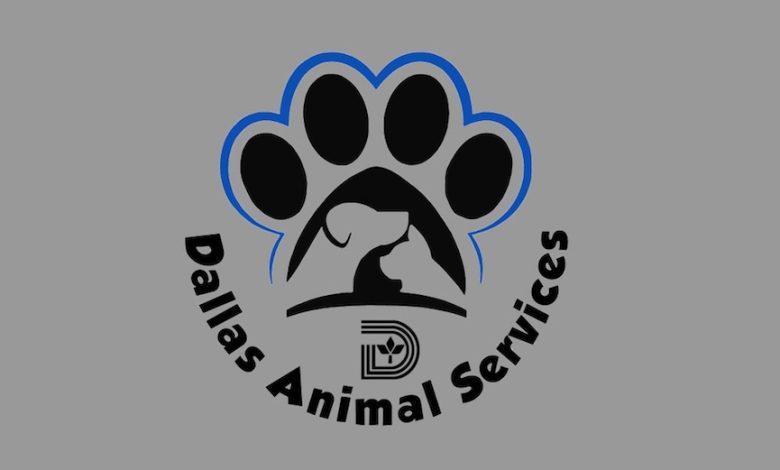 Dallas Animal Services calls on community to adopt and foster as shelter reaches record number of dogs in care