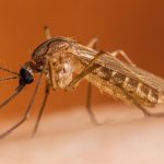 Mosquito control spraying planned in Dallas neighborhoods following positive West Nile Virus tests