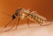 Dallas officials announce overnight mosquito spraying after local samples test positive for West Nile Virus