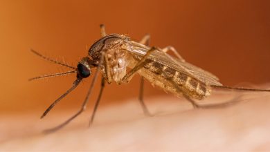 Dallas officials announce overnight mosquito spraying after local samples test positive for West Nile Virus
