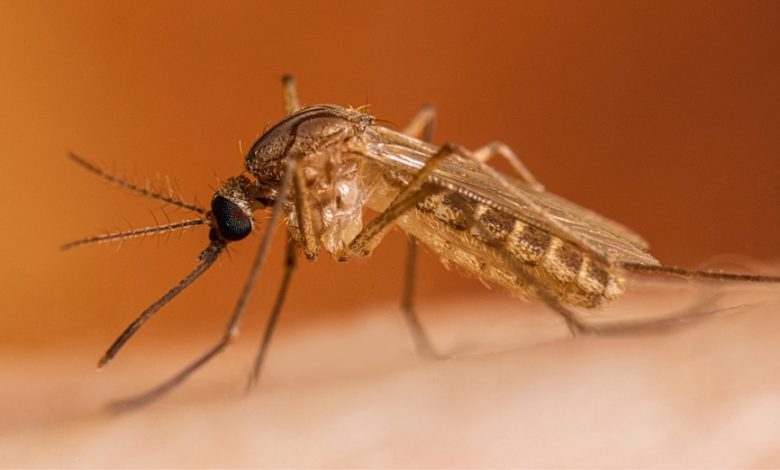 Dallas officials announce overnight mosquito spraying after local samples test positive for West Nile Virus